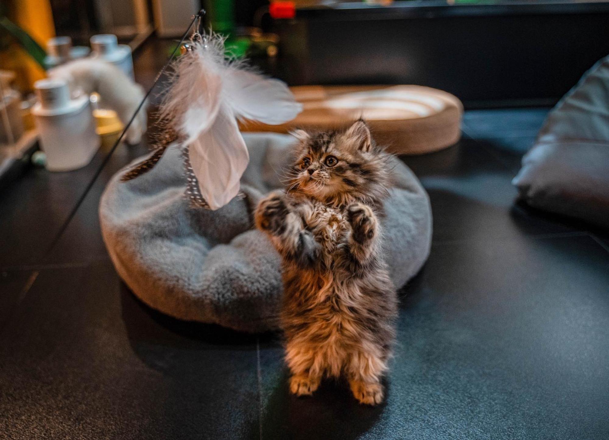Hesu Designer Hotel & Suites -Near Xi'An Drum Tower And Yongning Gate -Free Laundry Luggage Storage -Kitty Cafe With Freshly Ground Coffee -24H Front Desk -English Service Eksteriør bilde